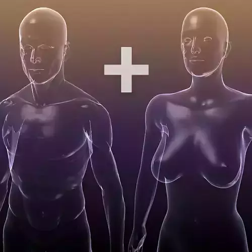 Male And Female Anatomy Transparent Bodies HD
