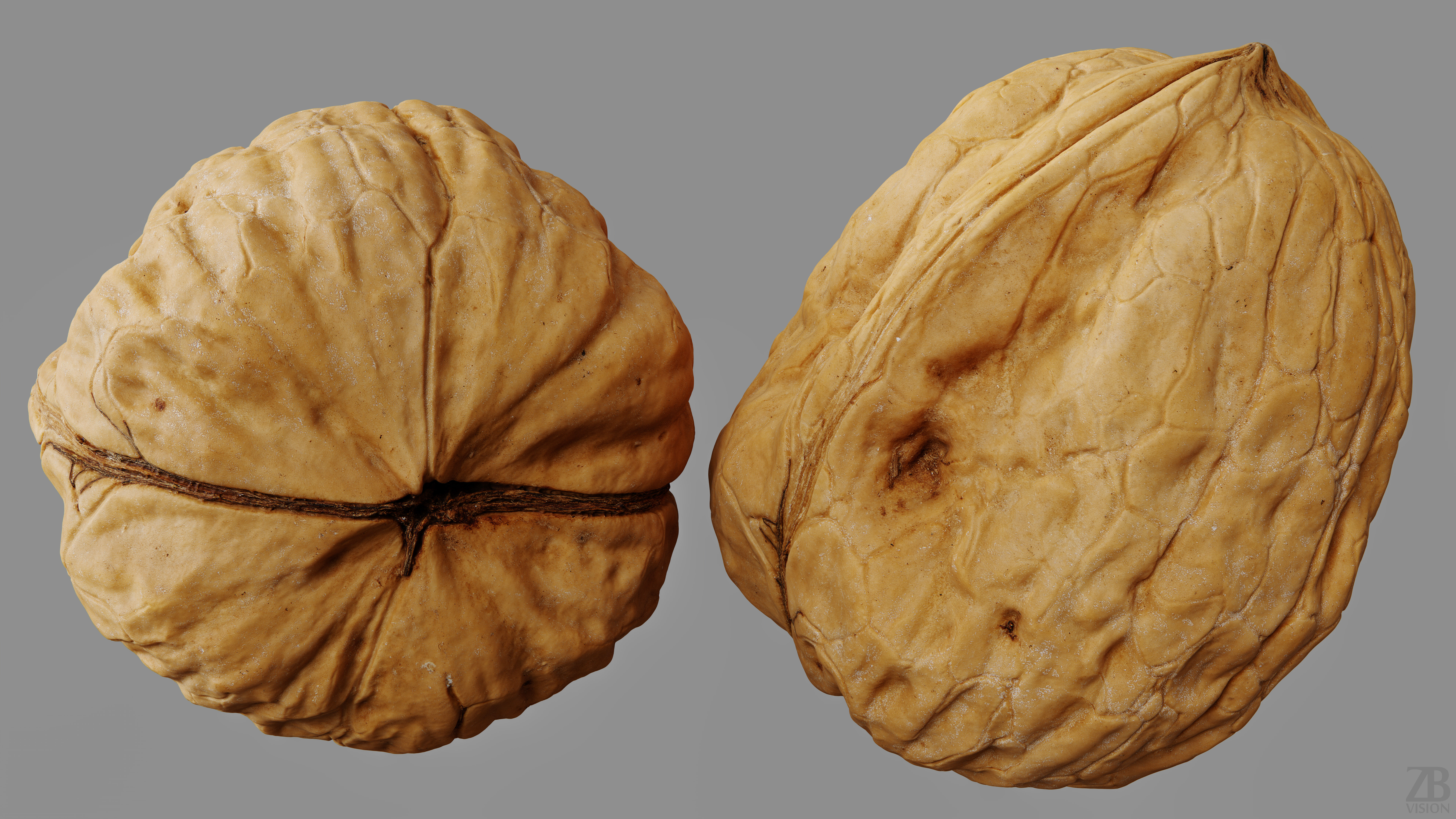 Walnut 3D model_9