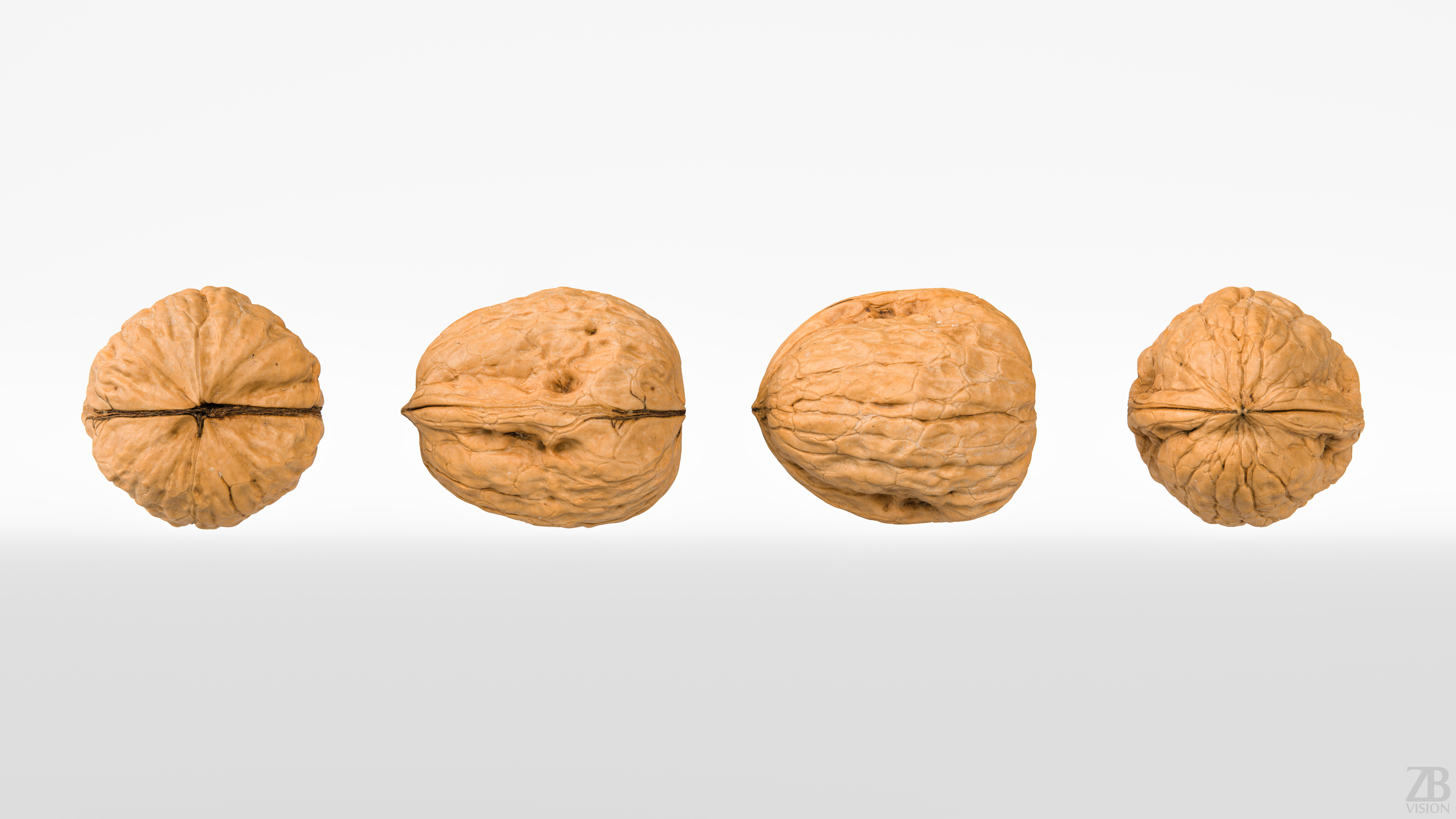 Walnut 3D model_4