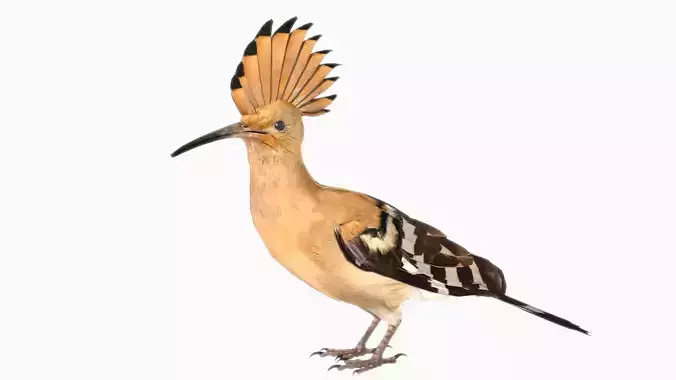 Hoopoe Low-poly 3D model