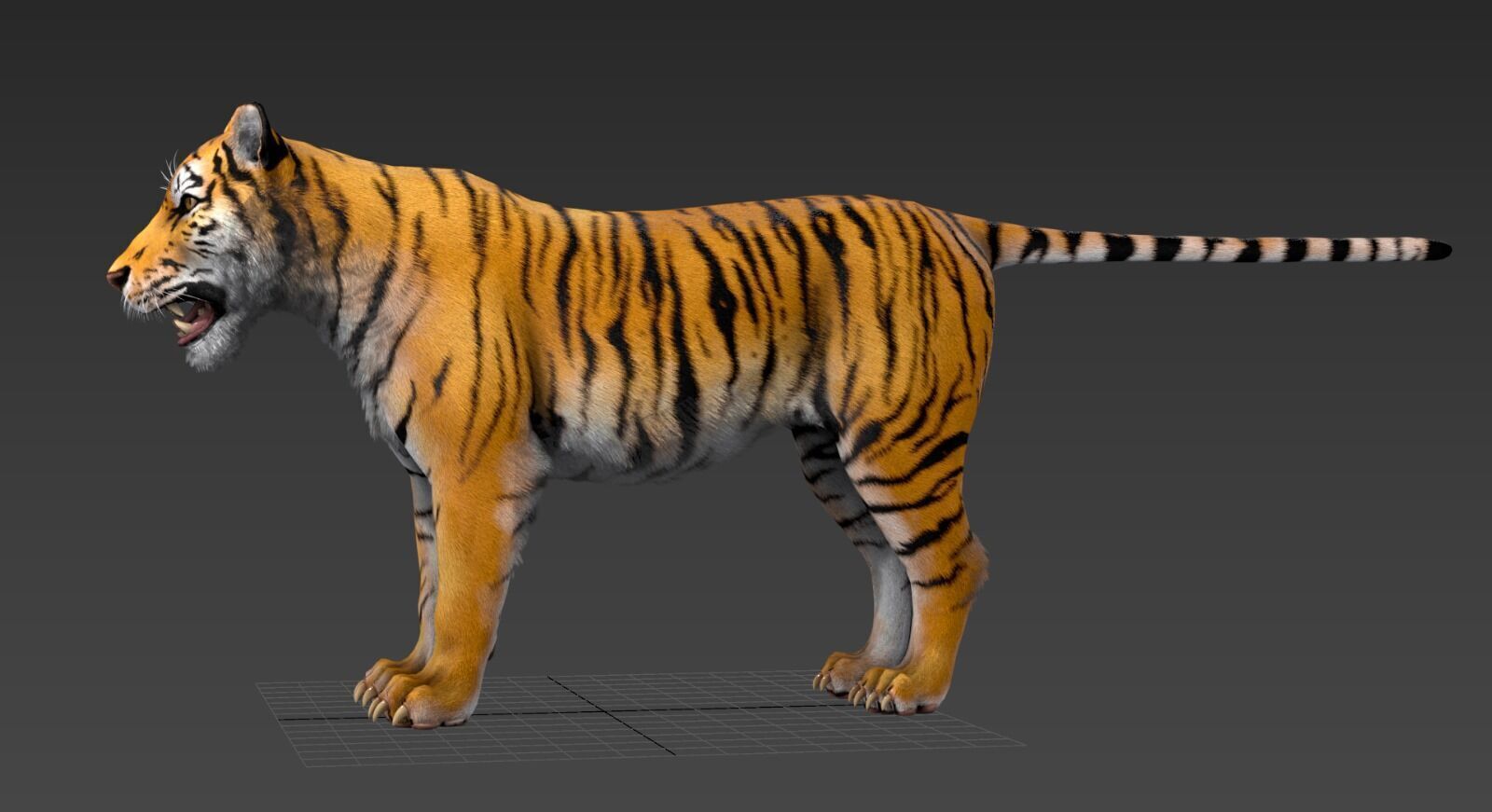 Realistic Tiger Low-poly 3D model_18