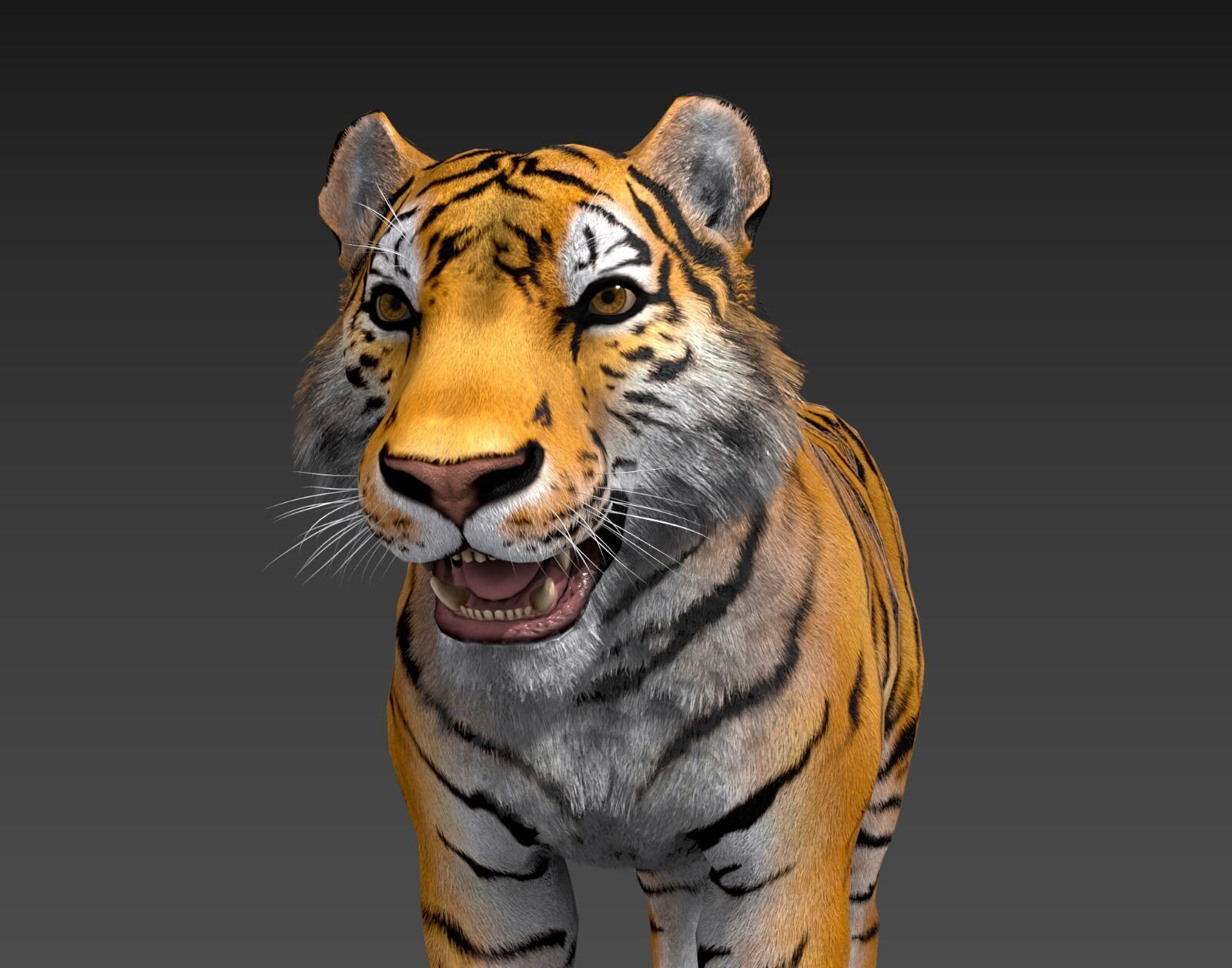 Realistic Tiger Low-poly 3D model_19