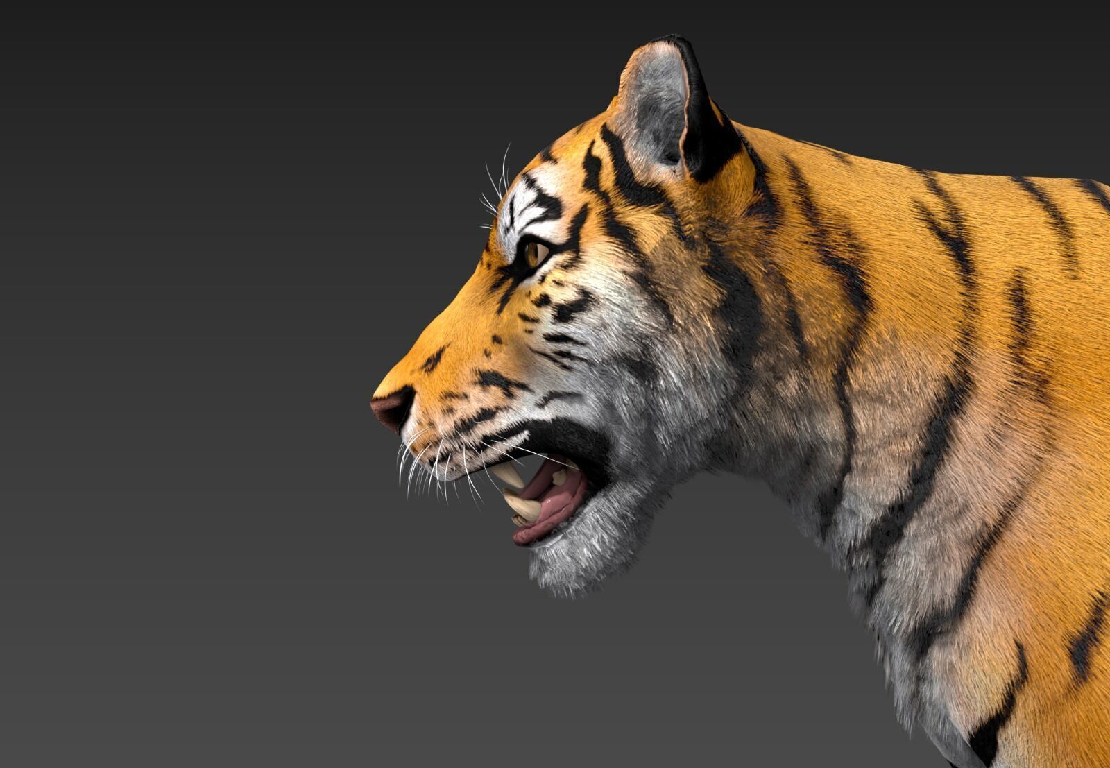 Realistic Tiger Low-poly 3D model_21