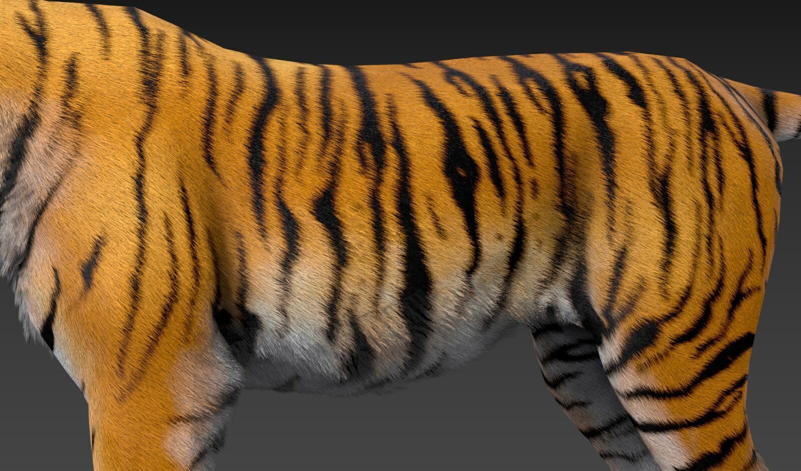 Realistic Tiger Low-poly 3D model_16