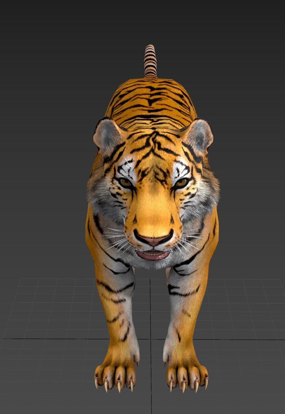 Realistic Tiger Low-poly 3D model_15