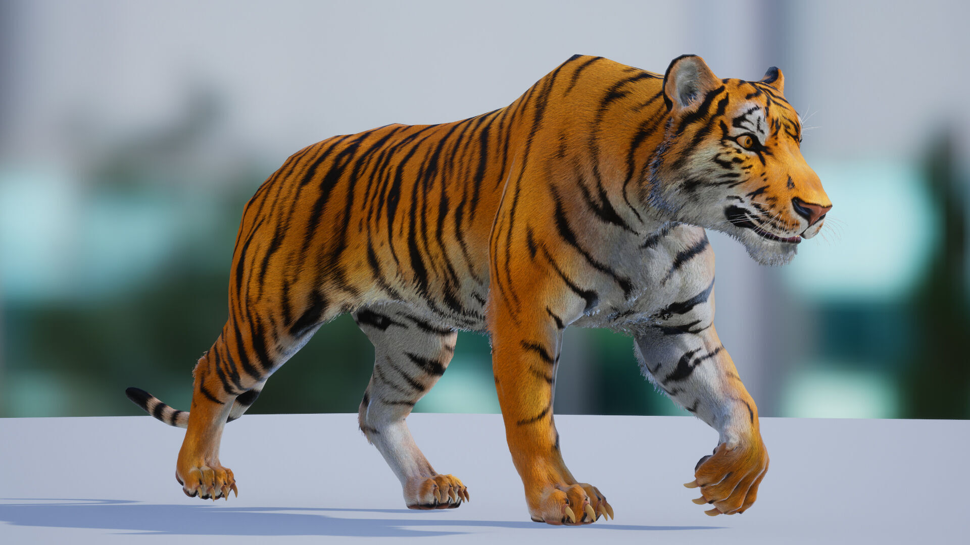 Realistic Tiger Low-poly 3D model_3