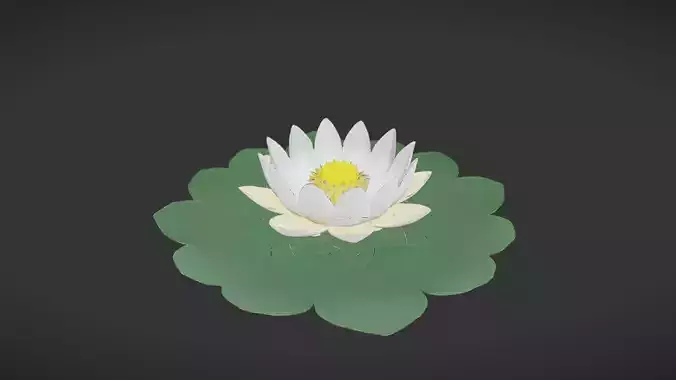 White Lotus Flower