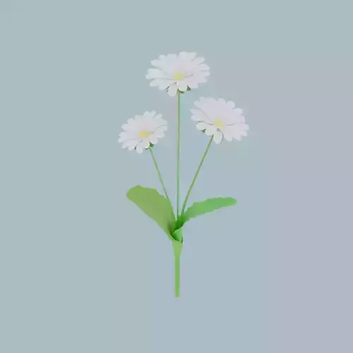 Daisy flower