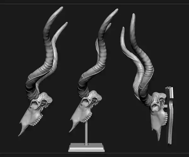 Kudu skull with stand and wall maunt 3D print model