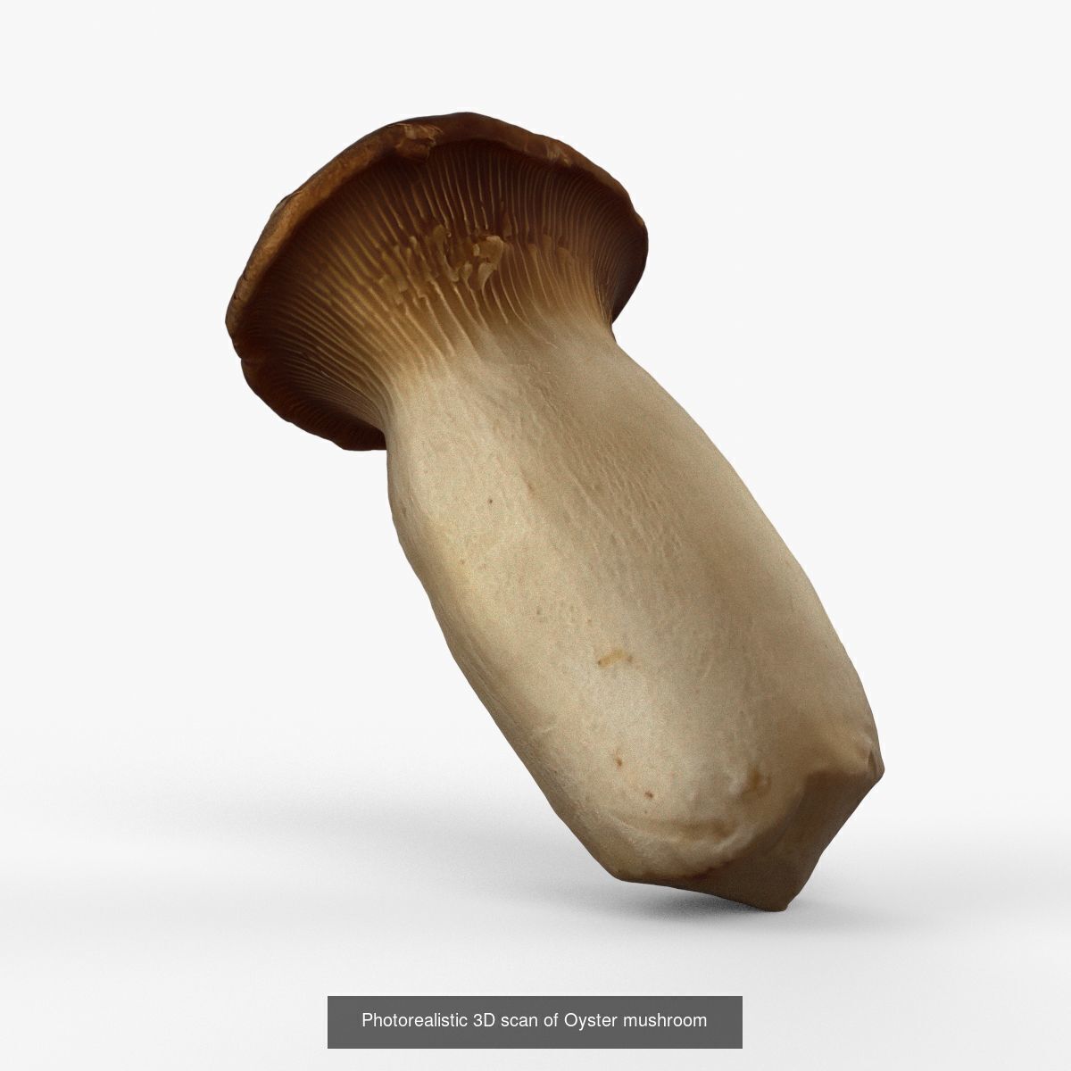 Photorealistic 3D scan of mushrooms 3D Model Collection_6