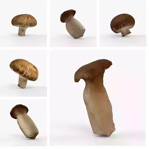 Photorealistic 3D scan of mushrooms 3D Model Collection