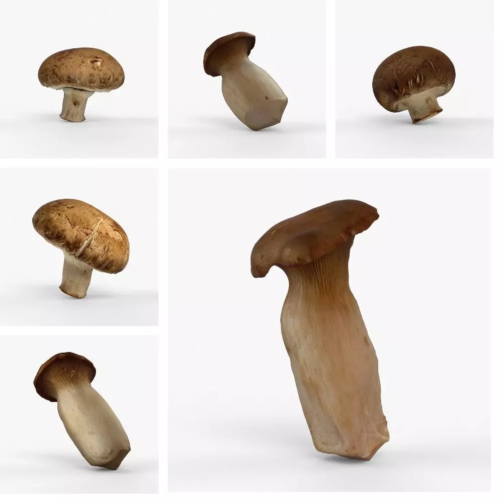 Photorealistic 3D scan of mushrooms 3D Model Collection_0