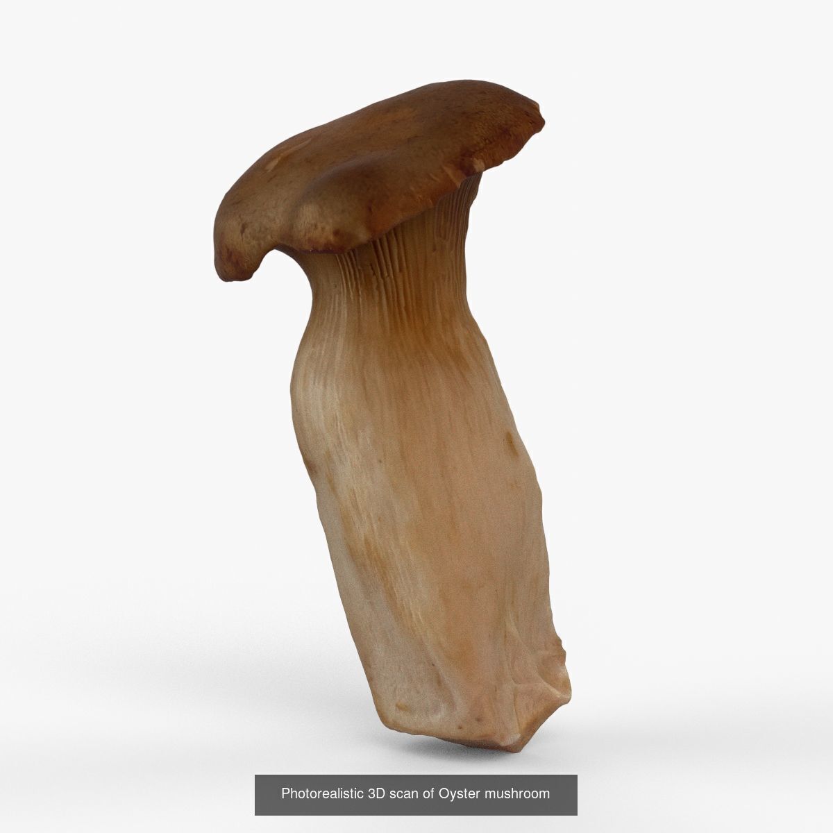 Photorealistic 3D scan of mushrooms 3D Model Collection_2