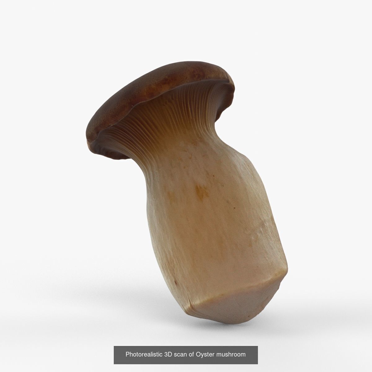Photorealistic 3D scan of mushrooms 3D Model Collection_4