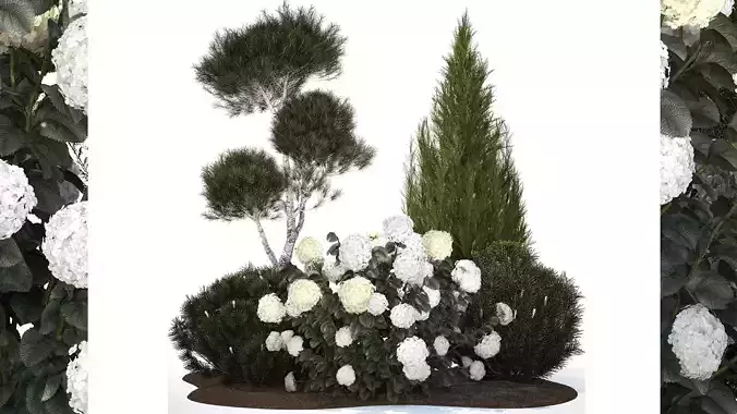 Garden Of Pine Topiary With White Hydrangea Bush 1472
