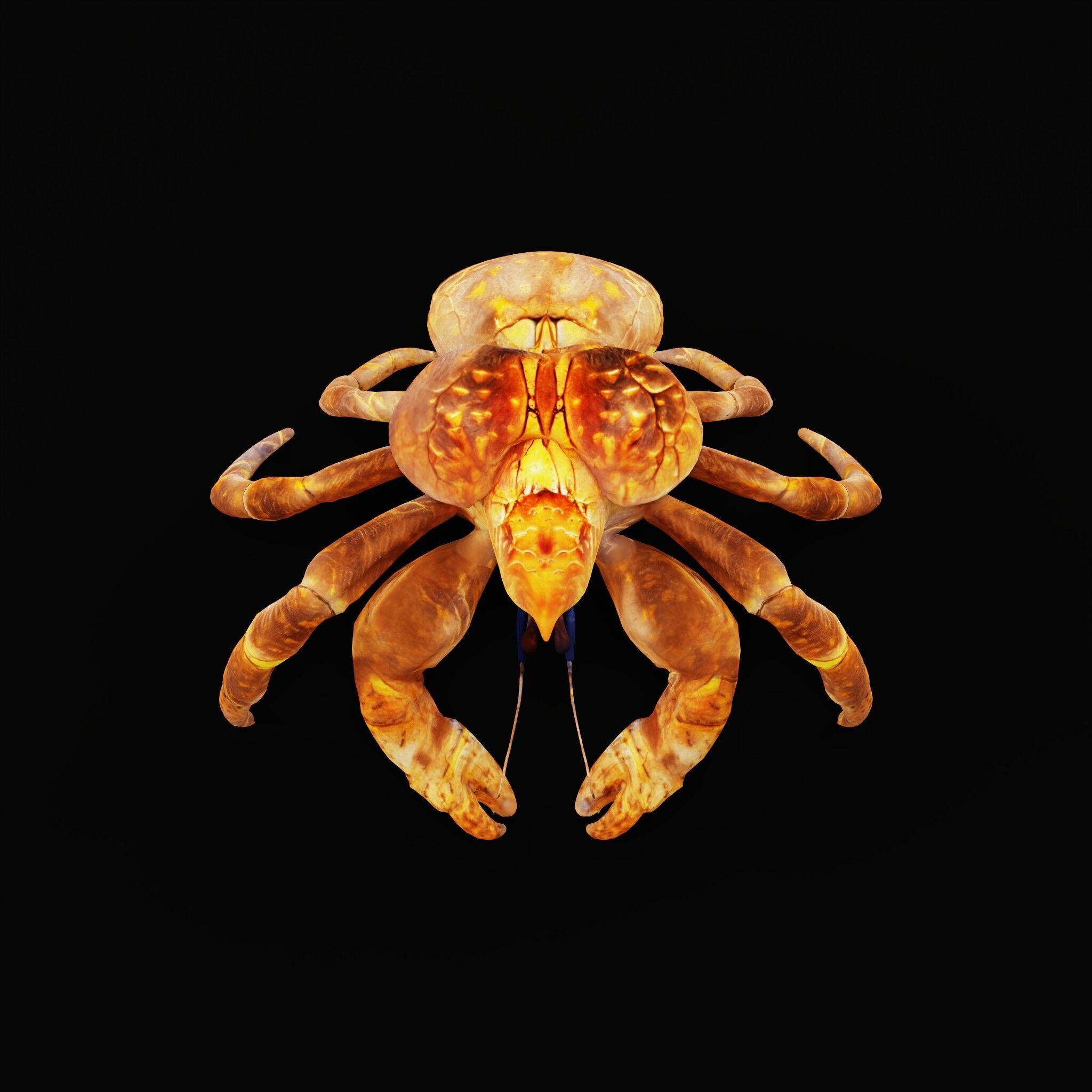 Coconut Crab Low-poly 3D model_32