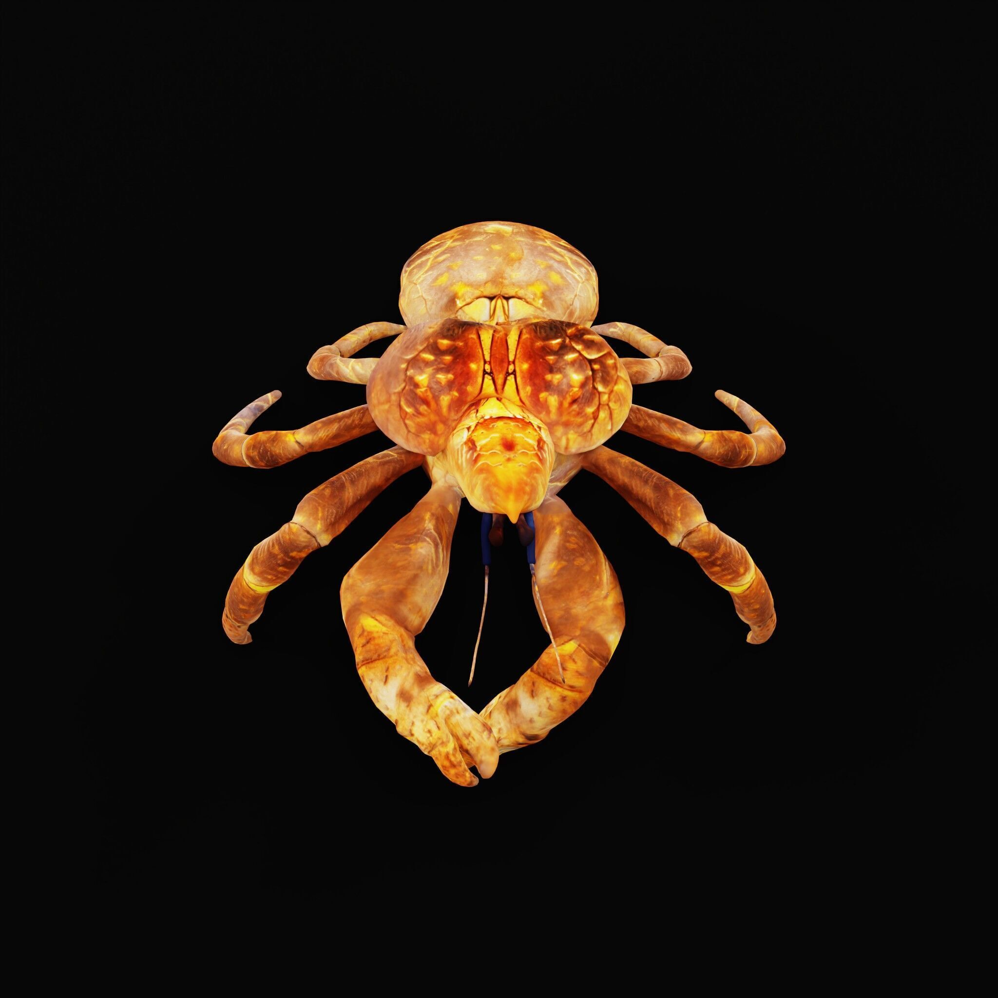 Coconut Crab Low-poly 3D model_41