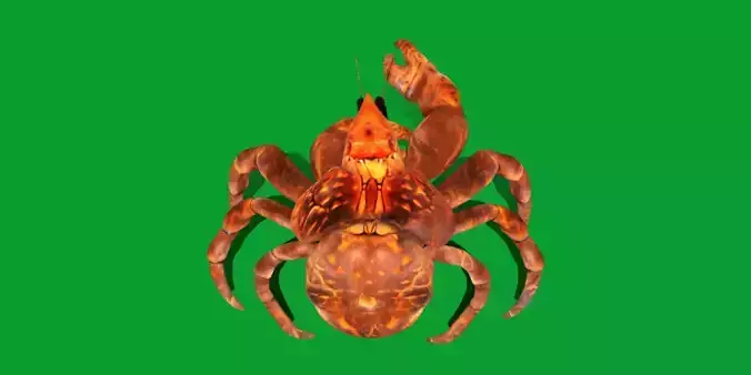 Coconut Crab Low-poly 3D model