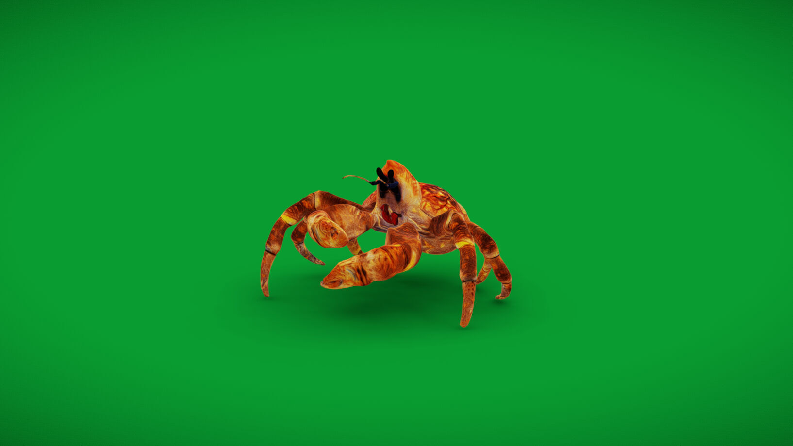 Coconut Crab Low-poly 3D model_31