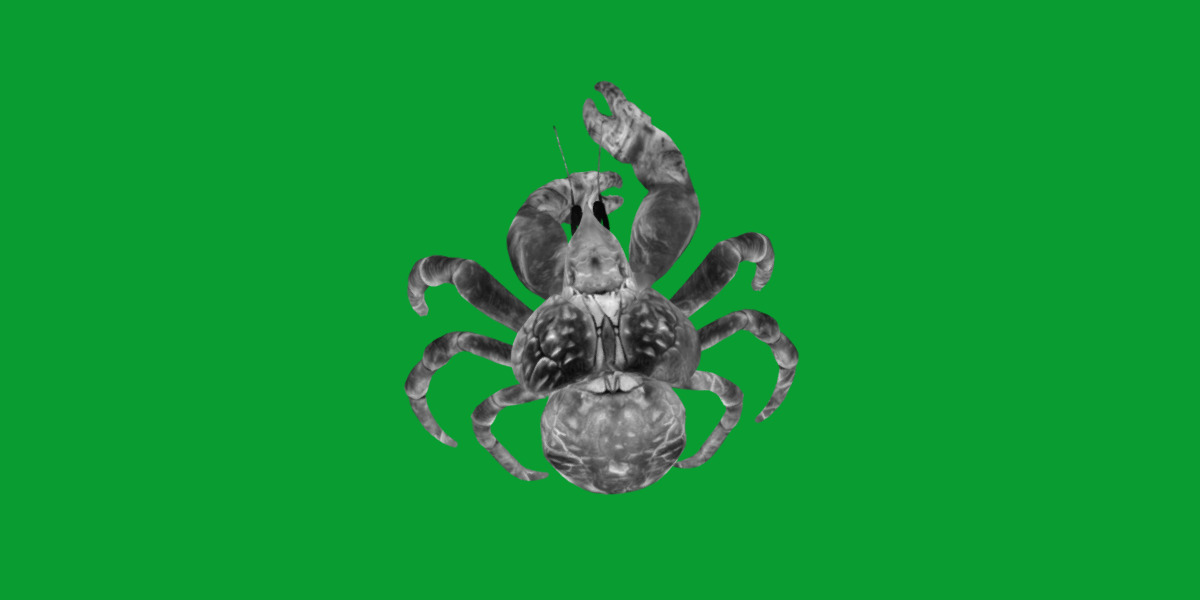 Coconut Crab Low-poly 3D model_8