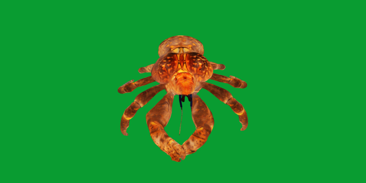 Coconut Crab Low-poly 3D model_23