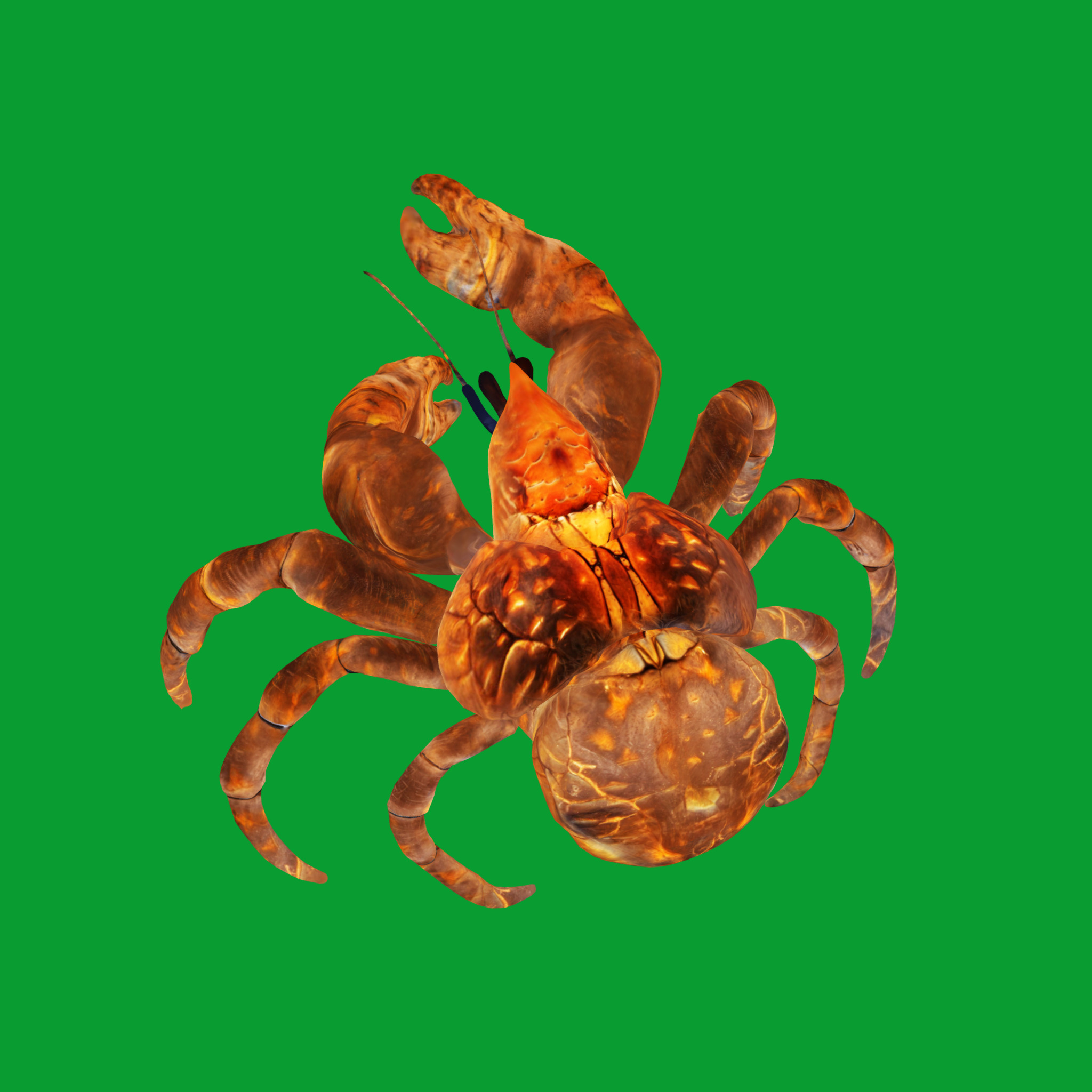 Coconut Crab Low-poly 3D model_21
