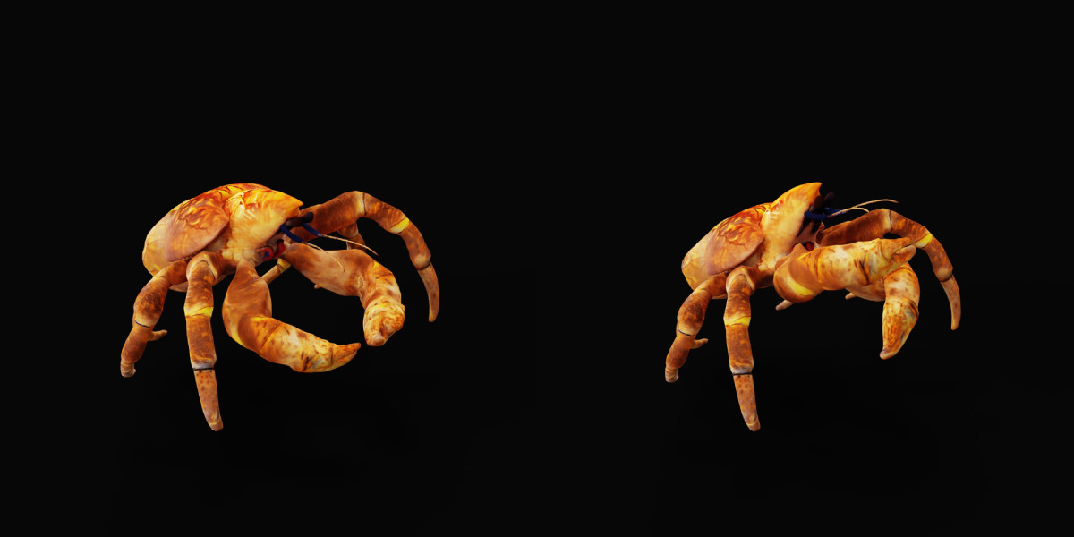 Coconut Crab Low-poly 3D model_28