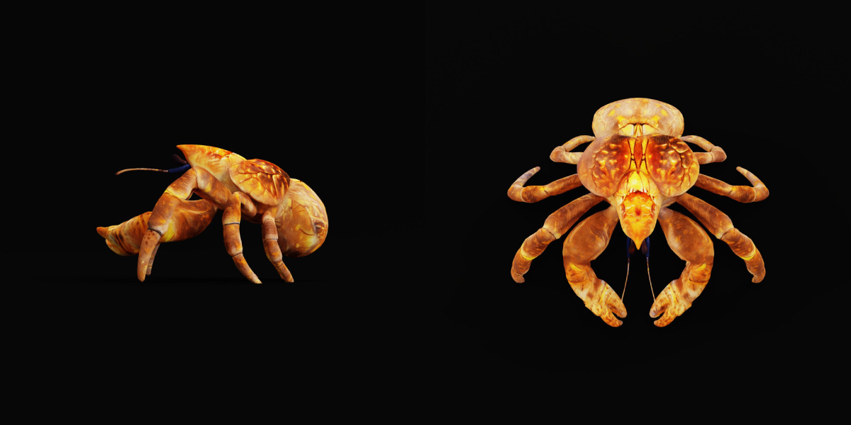 Coconut Crab Low-poly 3D model_13