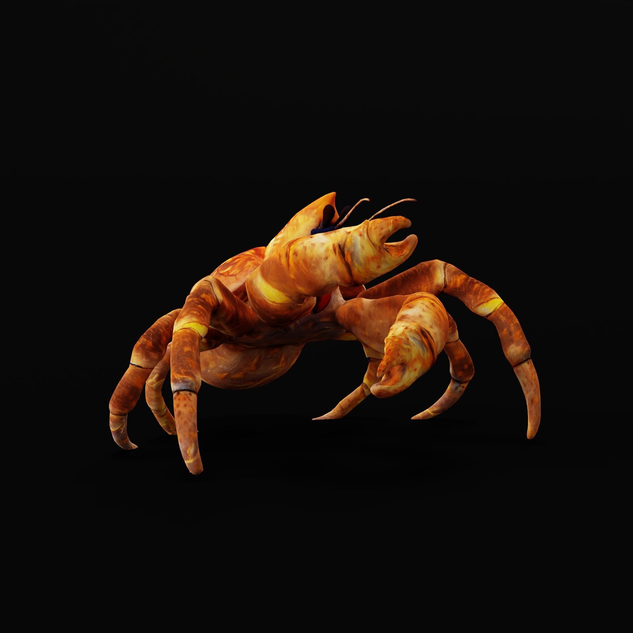 Coconut Crab Low-poly 3D model_38
