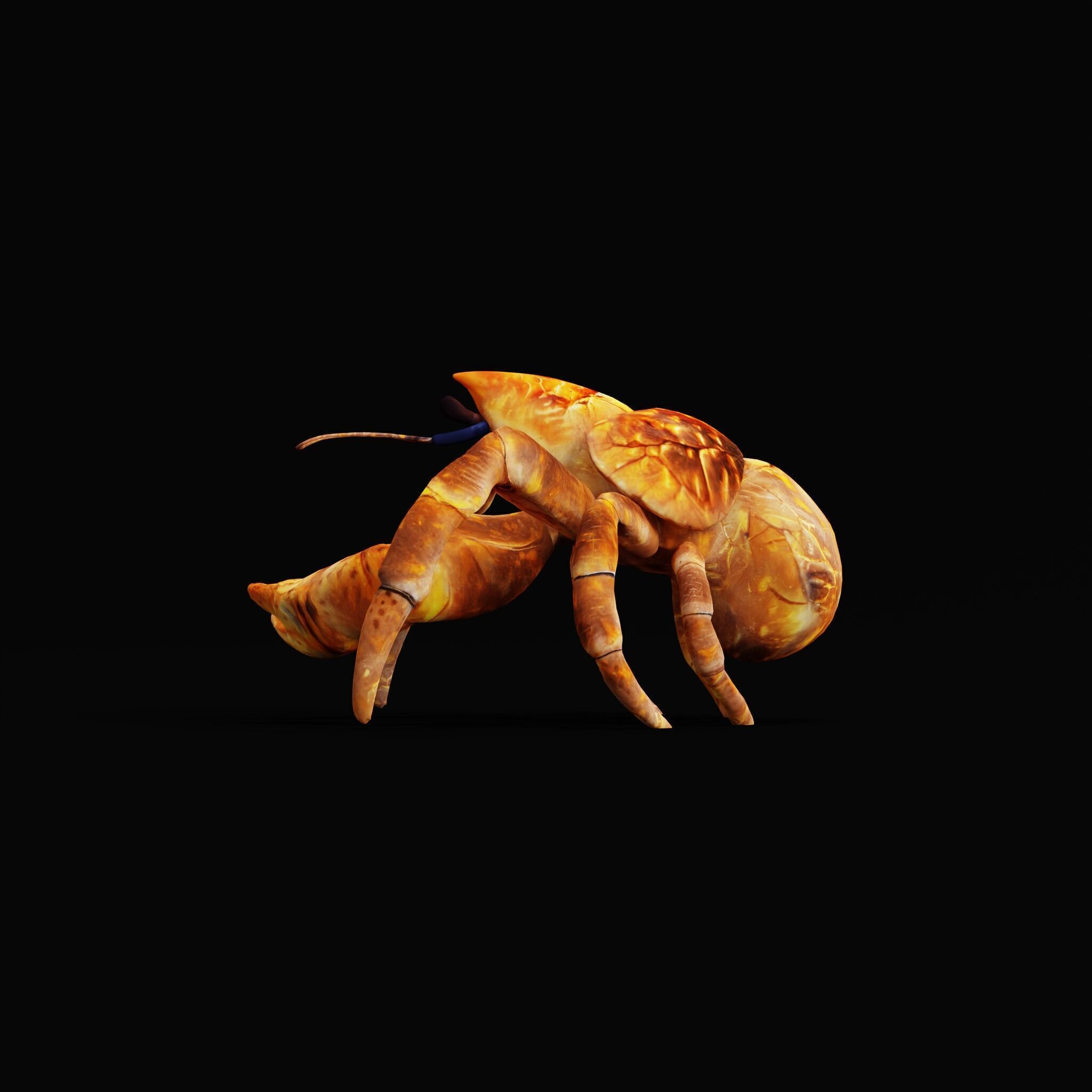 Coconut Crab Low-poly 3D model_33