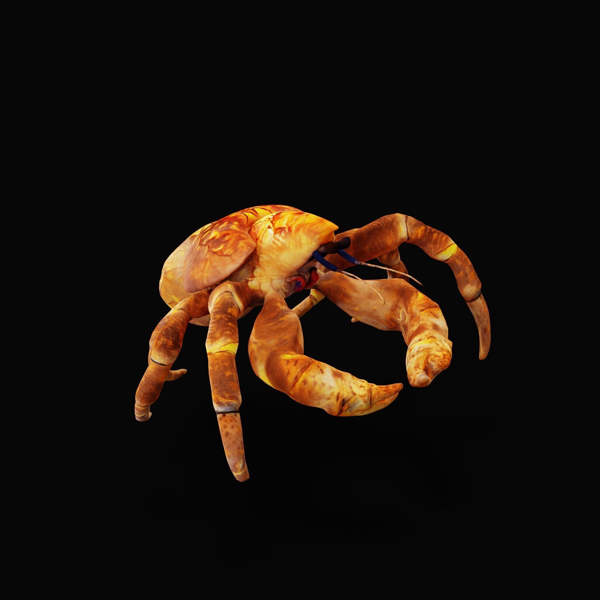 Coconut Crab Low-poly 3D model_36