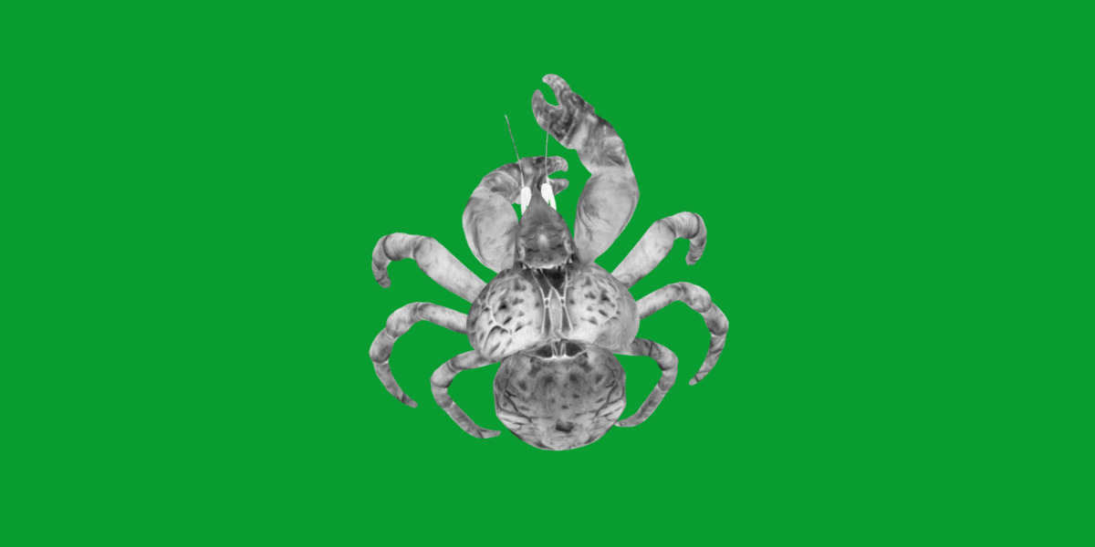 Coconut Crab Low-poly 3D model_7