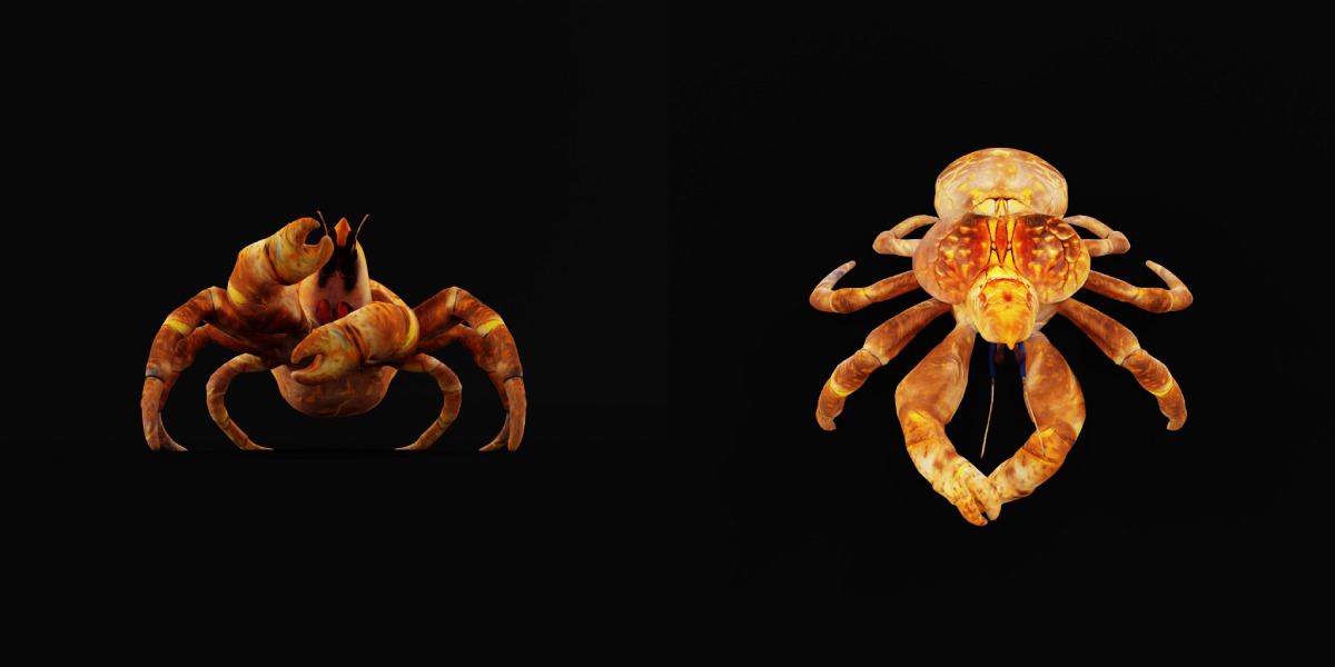 Coconut Crab Low-poly 3D model_4