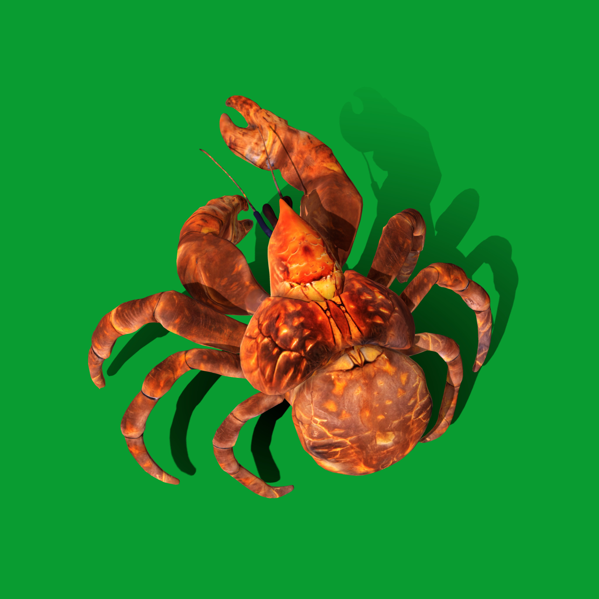 Coconut Crab Low-poly 3D model_20