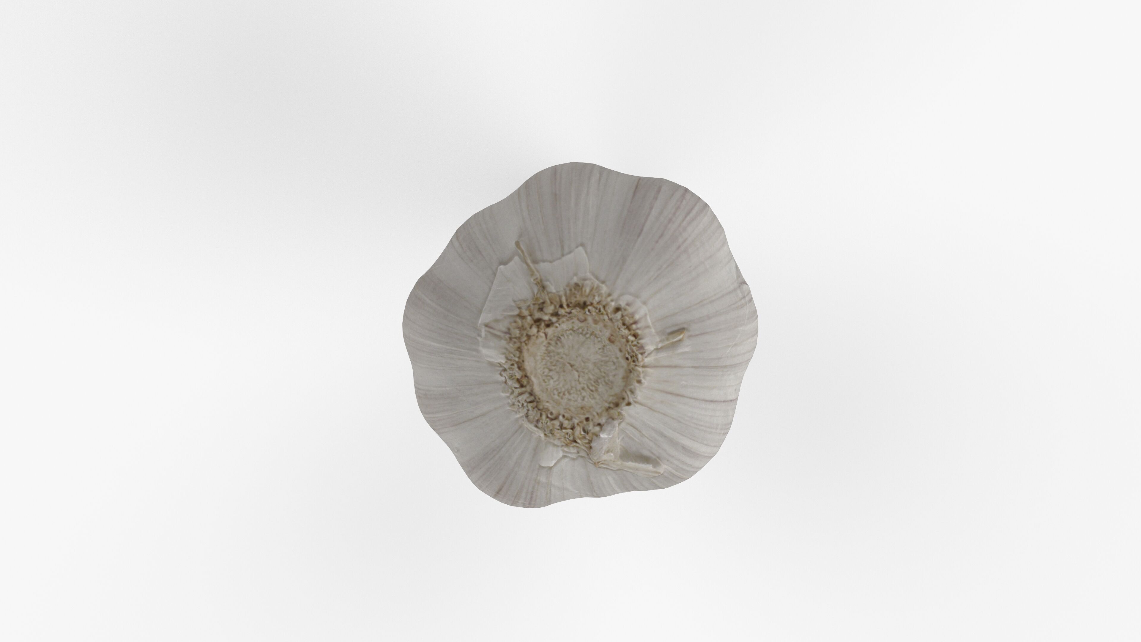 Photorealistic 3D scan of garlic Low-poly 3D model_13