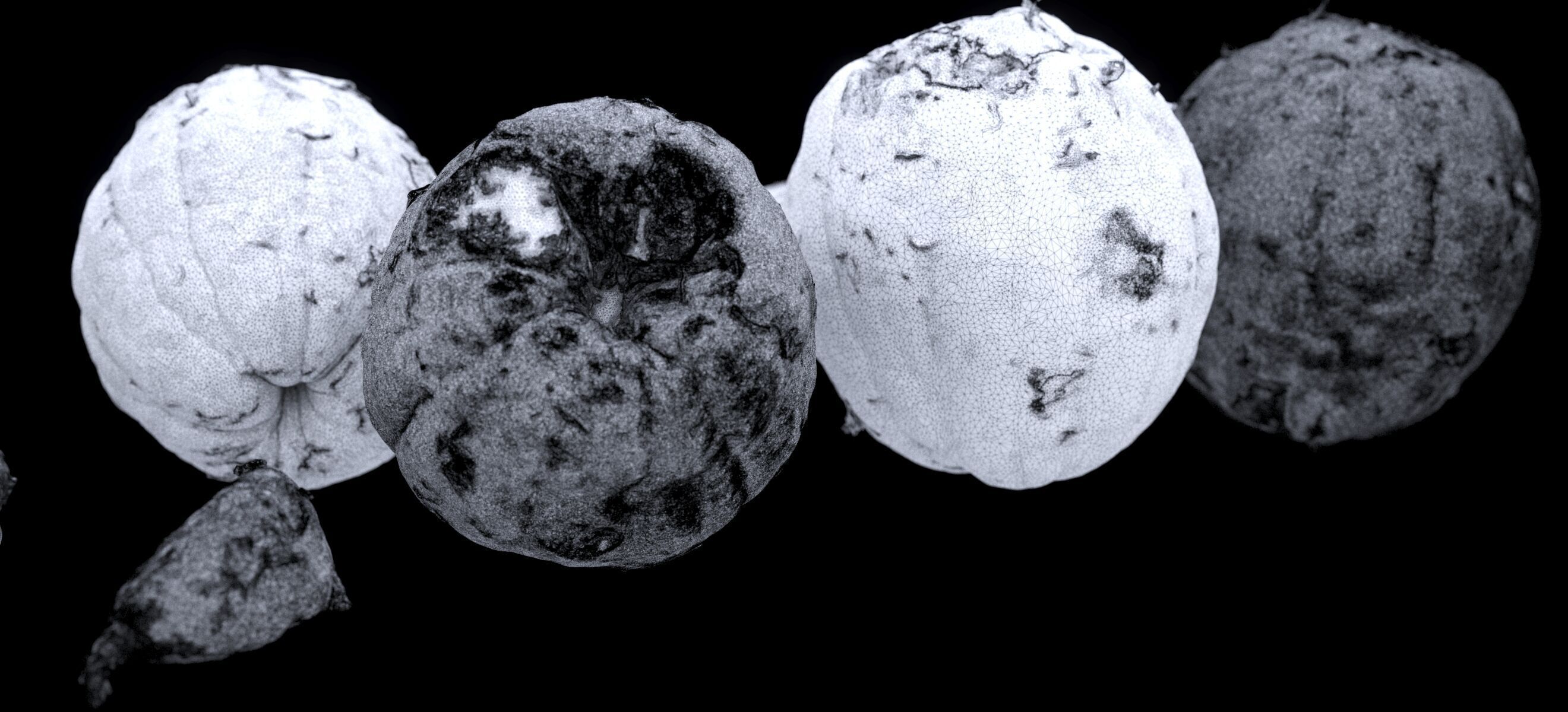 PEEL ORANGE 2024 3D model_21