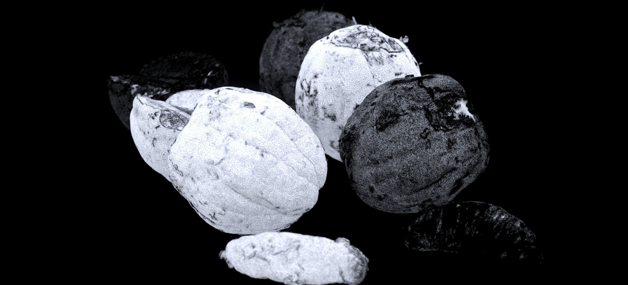 PEEL ORANGE 2024 3D model_19