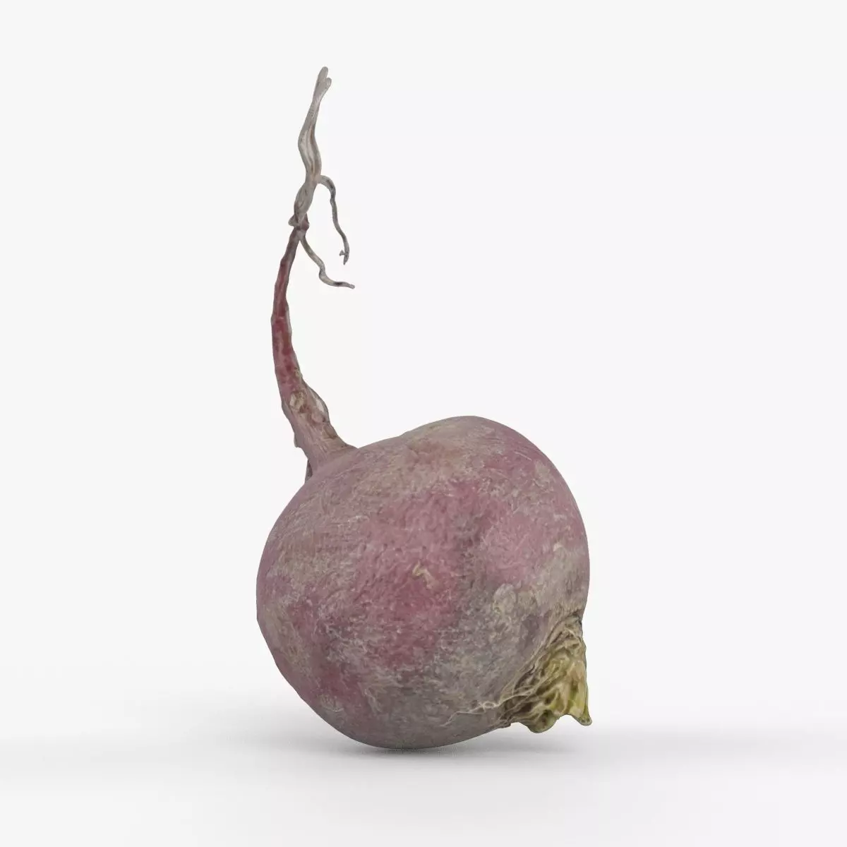 Photorealistic 3D scan of pink radish Low-poly 3D model_0