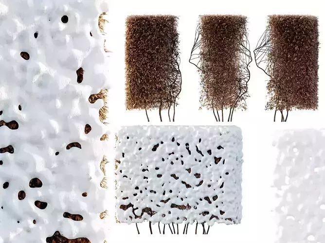 AV Plants Dwarf Yaupon Holly Box Hedge Winter Snow 3D model