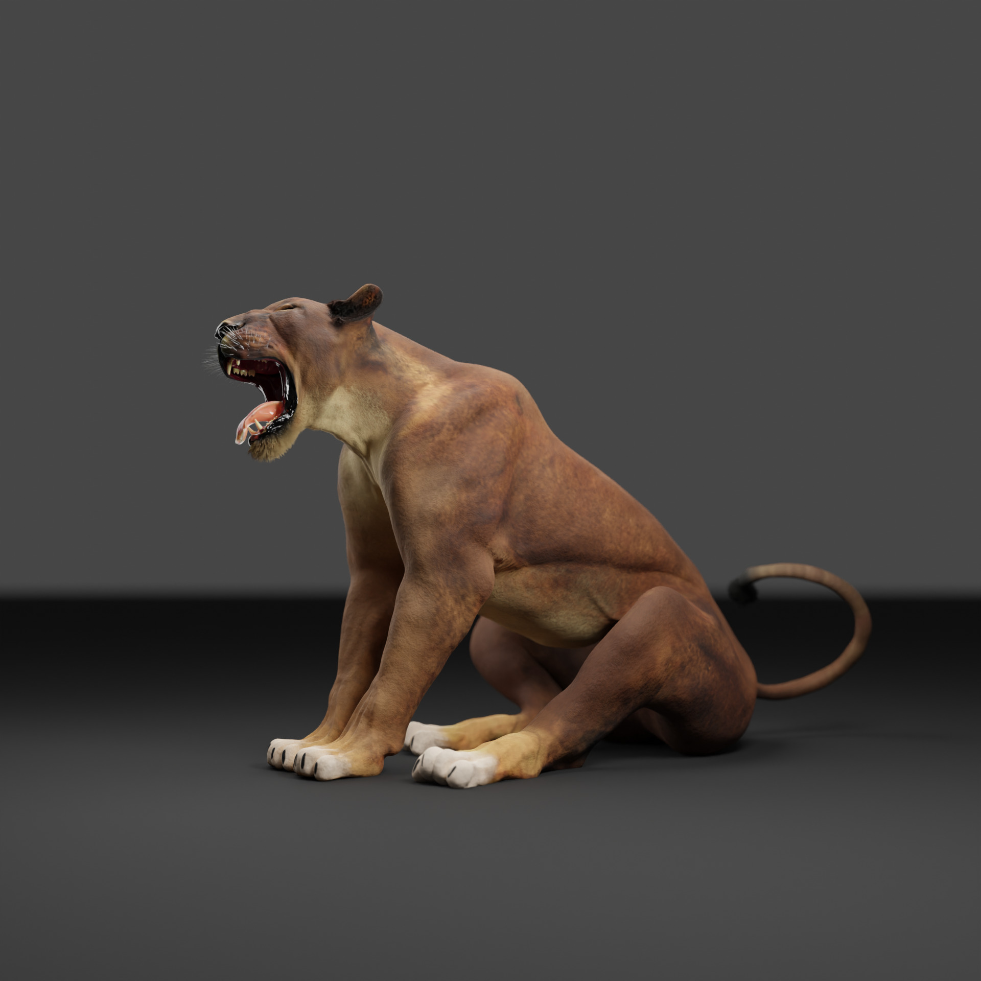 Lioness - 3D Model 3D model_21