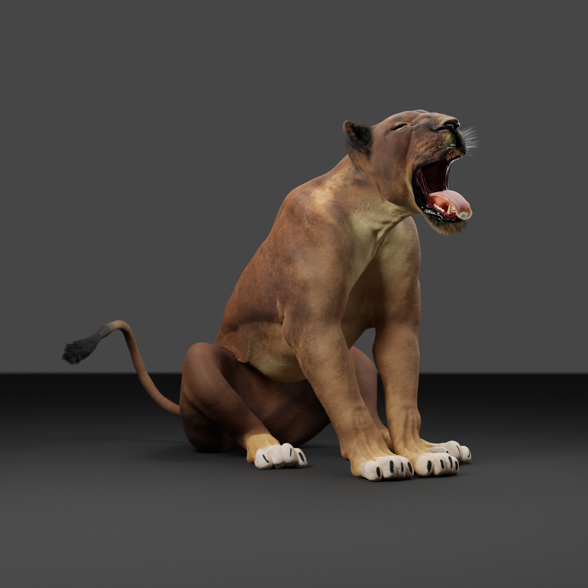 Lioness - 3D Model 3D model_19