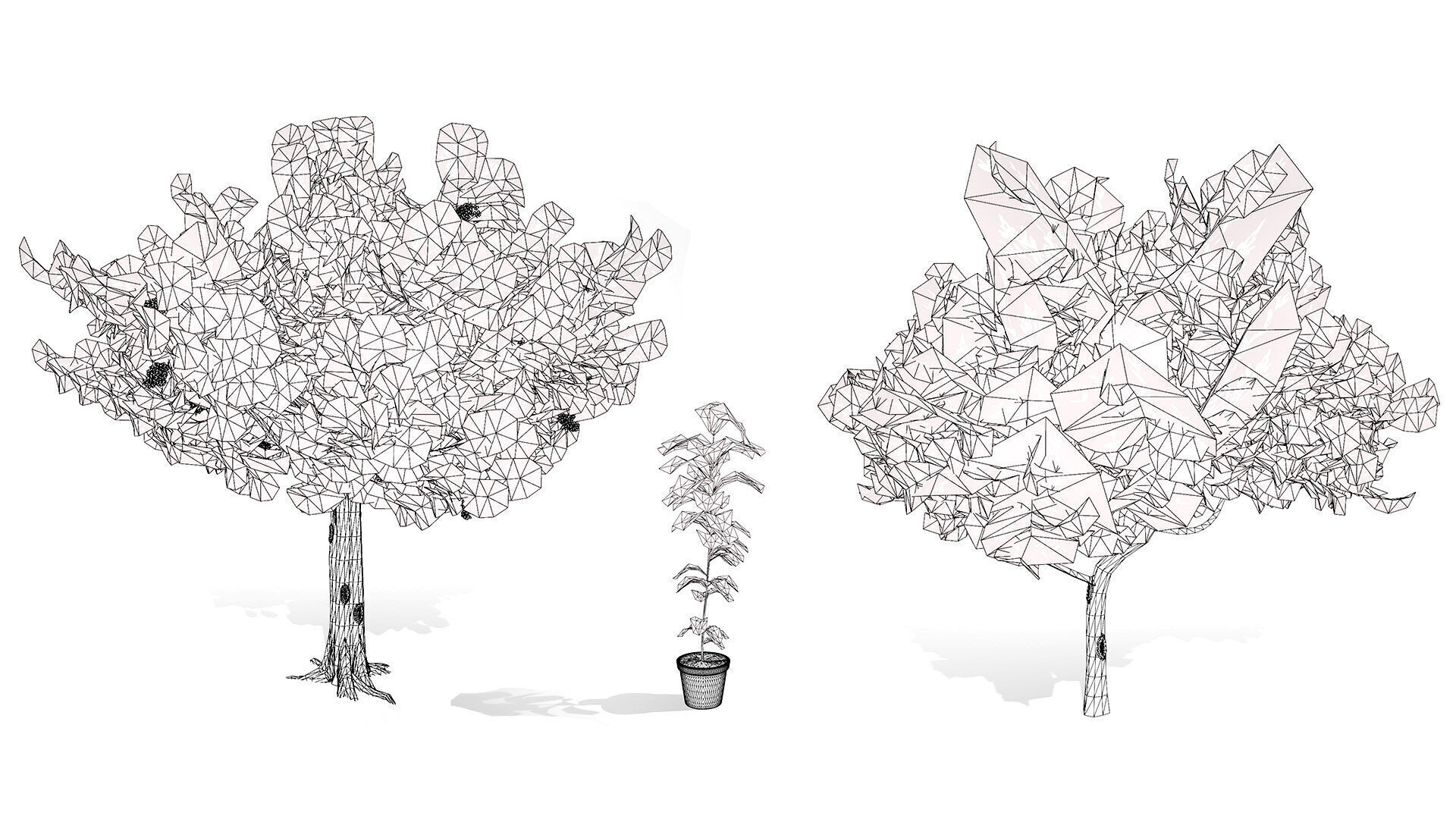 Australian Cupaniopsis Anacardioides Trees Low-poly 3D model_9