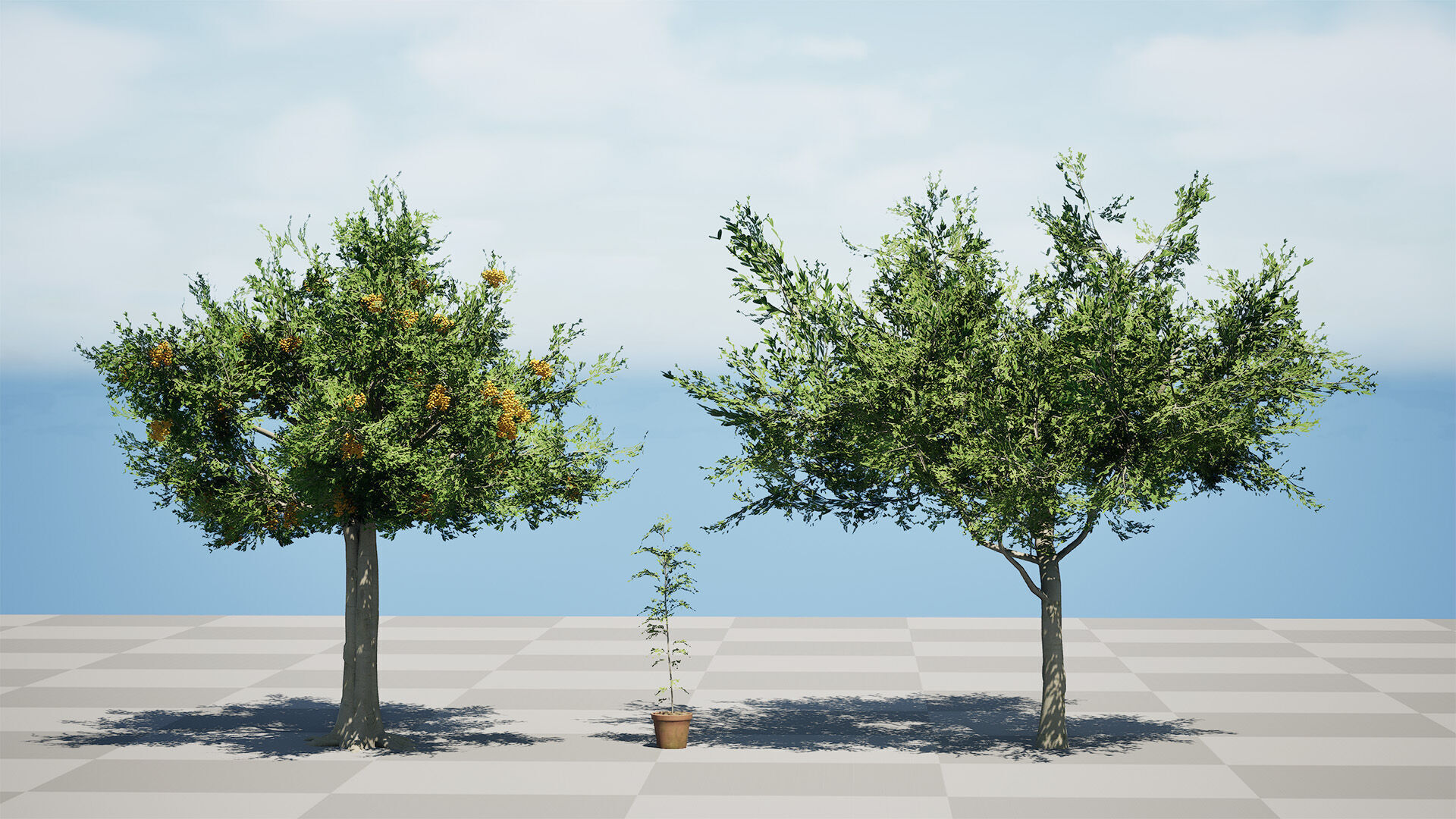 Australian Cupaniopsis Anacardioides Trees Low-poly 3D model_7