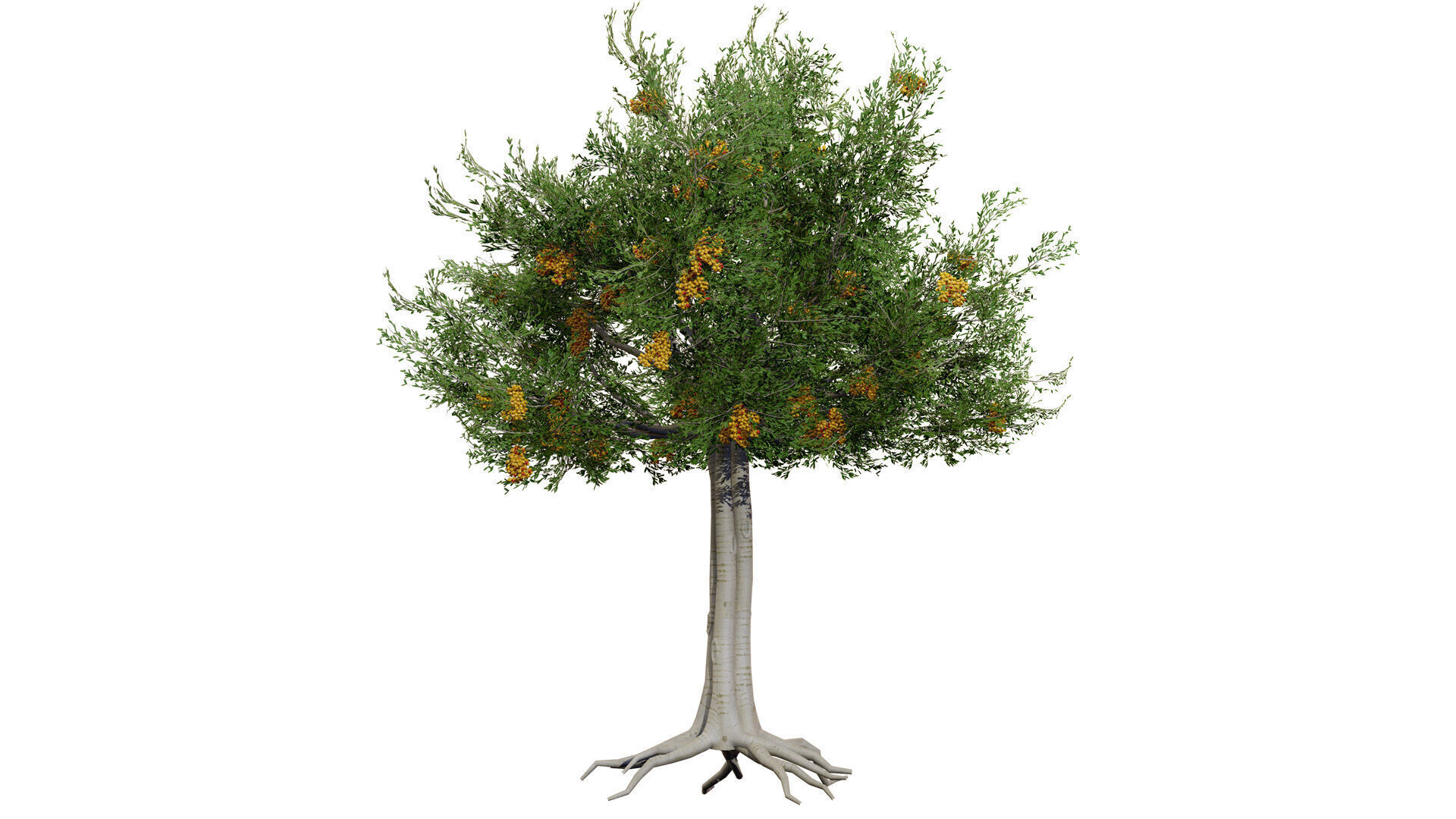 Australian Cupaniopsis Anacardioides Trees Low-poly 3D model_1