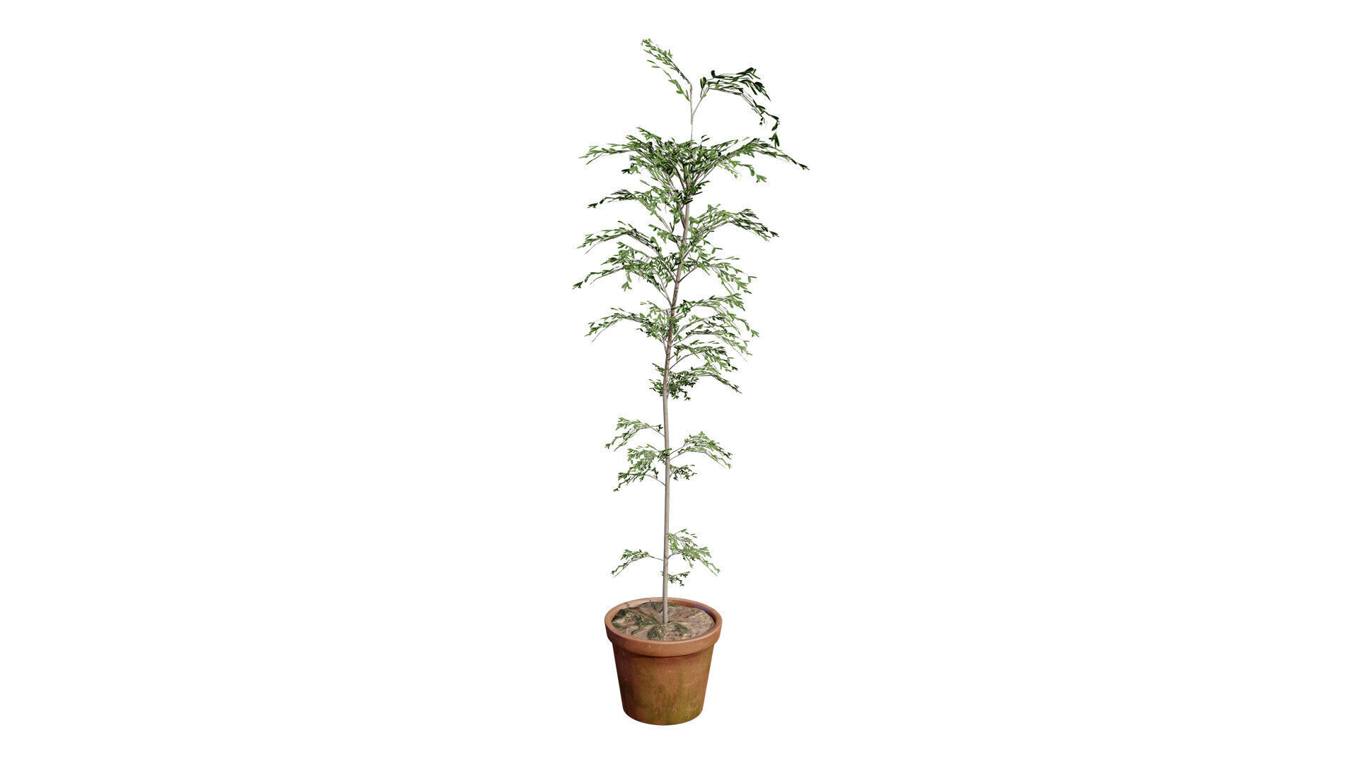 Australian Cupaniopsis Anacardioides Trees Low-poly 3D model_5