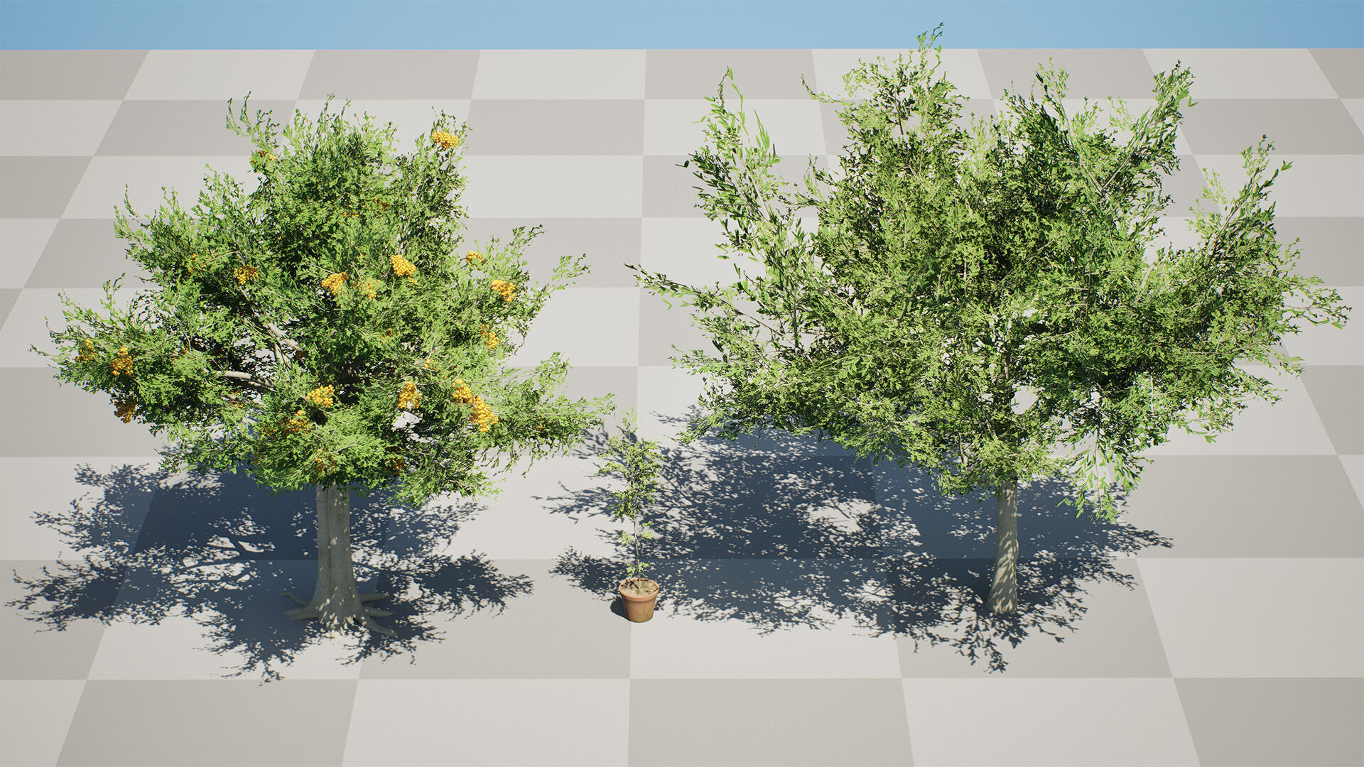 Australian Cupaniopsis Anacardioides Trees Low-poly 3D model_6