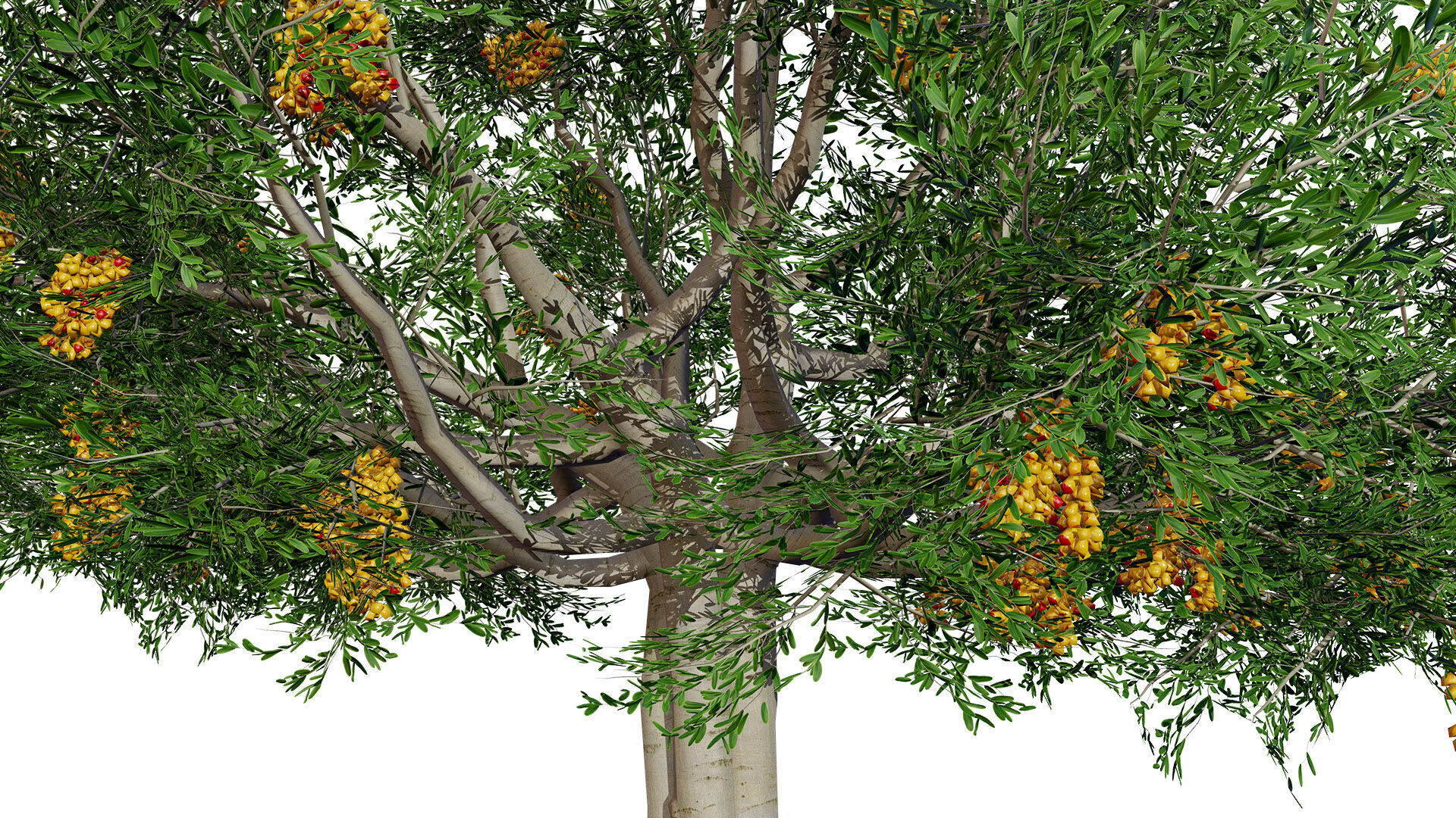 Australian Cupaniopsis Anacardioides Trees Low-poly 3D model_2