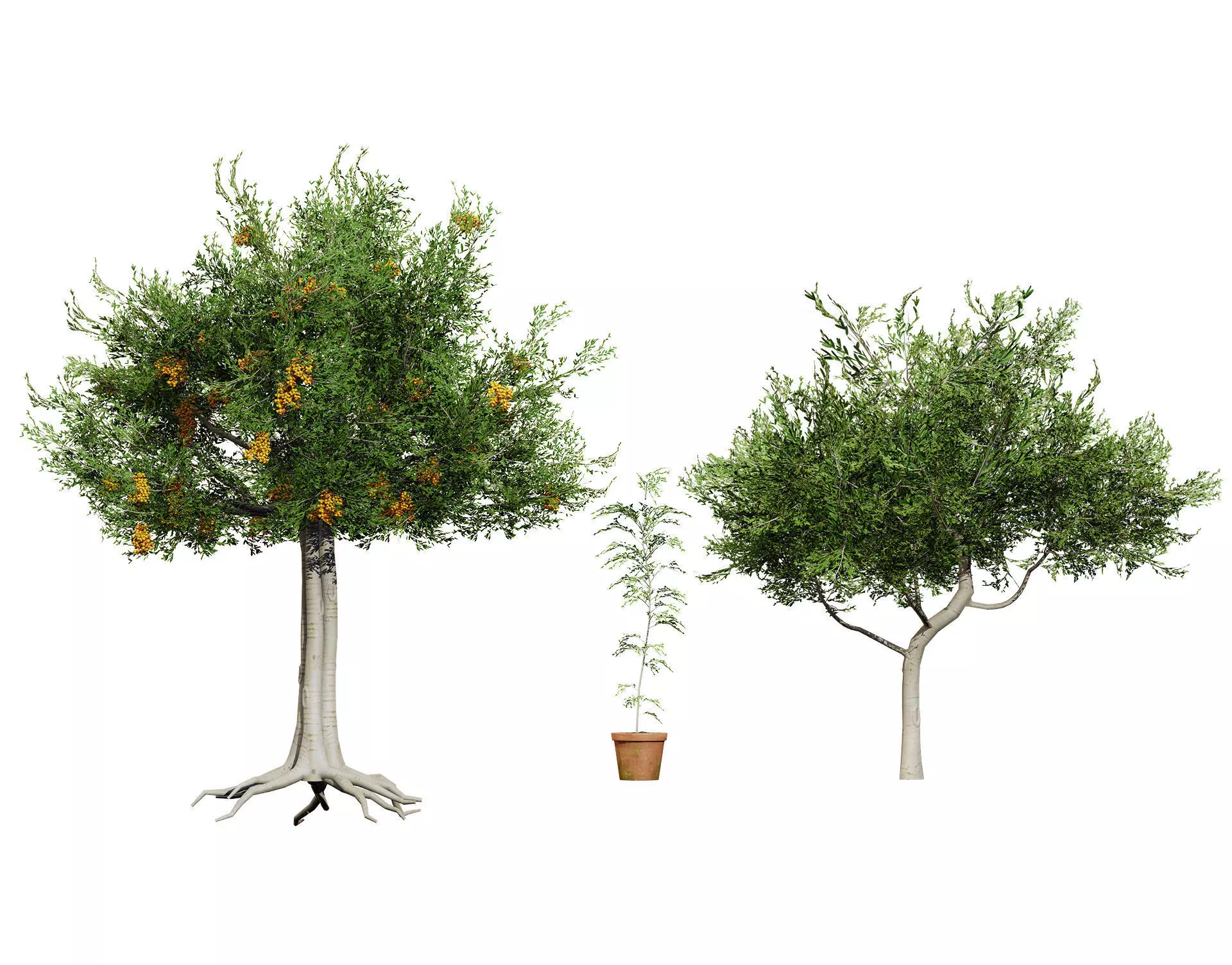 Australian Cupaniopsis Anacardioides Trees Low-poly 3D model_0
