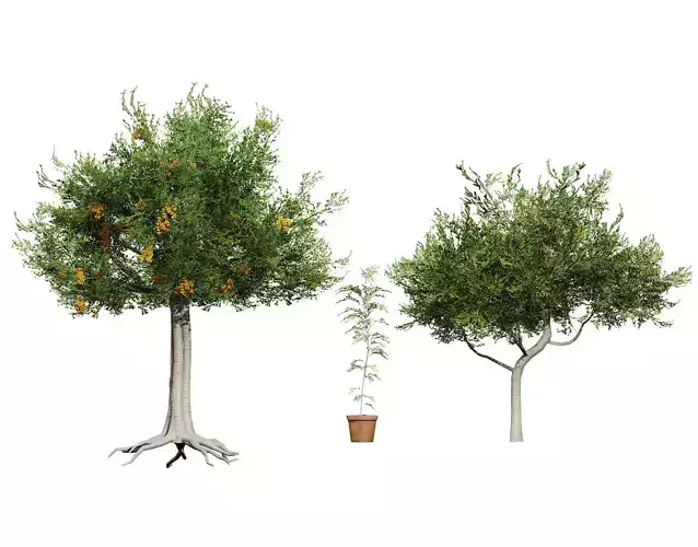 Australian Cupaniopsis Anacardioides Trees Low-poly 3D model