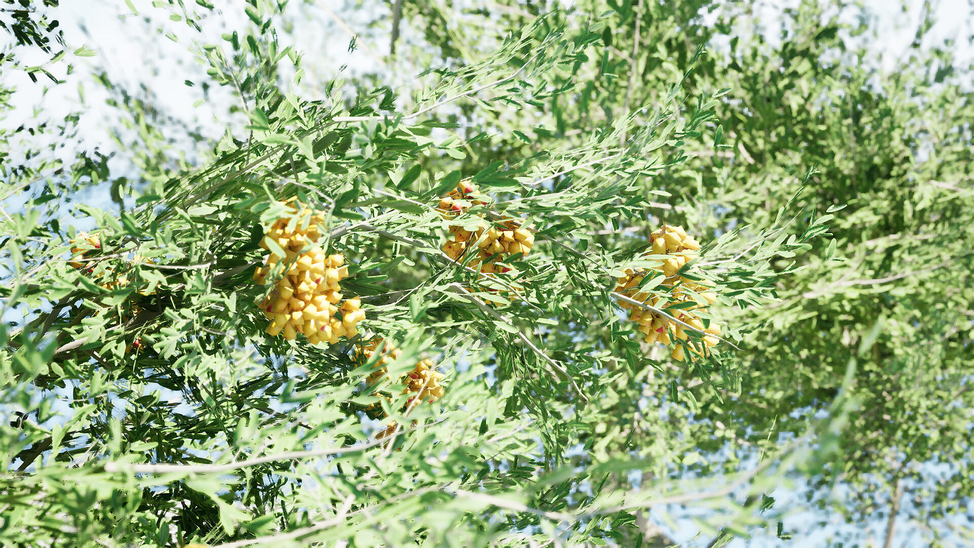 Australian Cupaniopsis Anacardioides Trees Low-poly 3D model_8